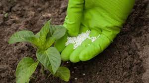How to fertilize cucumber plants. Best Fertilizers For Vegetables The 11 Winners
