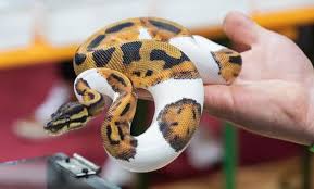 How to Encourage My Ball Python to Eat?