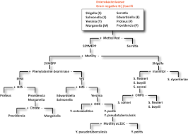 Specific Nonfermenters Differentiation Chart Imvic Test