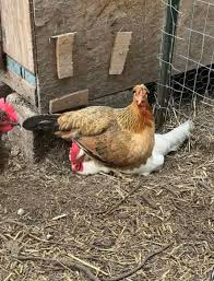 BYC (BackYardChickens)