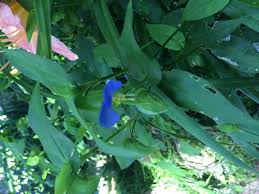 Maybe you would like to learn more about one of these? I Have This Growing In Different Parts Of My Garden Is It A Weed Hometalk