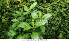 Image result for Vernonia ugandensis