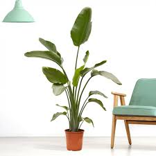 Image result for Strelitzia nicolai