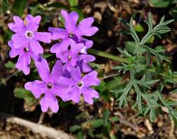 Image result for Verbena aristigera