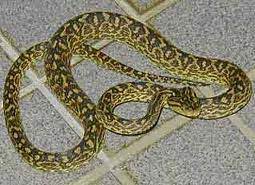 Habu Snake Very Poisoning Snake Animals Animal Kingdom