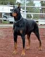 Doberman Pinscher Puppies For Sale - AKC PuppyFinder