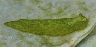 Image result for Emiliella exigua