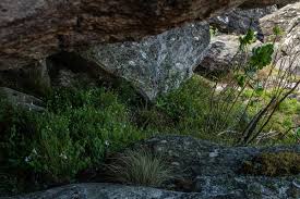 Image result for Senecio aetfatensis