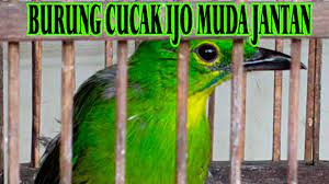 Ciri Burung Cucak Ijo Muda Jantan Youtube