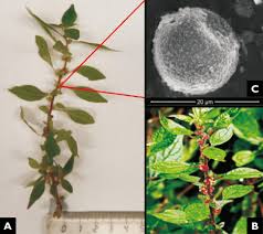 Image result for Parietaria