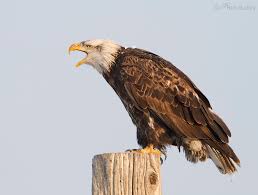 A Guide To Aging Bald Eagles Feathered Photography