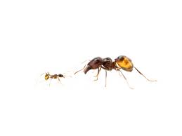 If you suspect the carpenter ants are entering from an outdoor location, try a perimeter treatment with a liquid bait such as termidor sc insecticide. Antstore Ameisenshop Ameisen Kaufen Carebara Diversa Pheidologeton Diversus