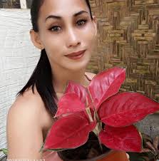 Compostela DdO Plant Market