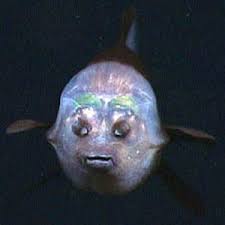 Barreleye Fish It Has A See Through Head So We Can See It S Brain I Honestly Just Googled It And It S The Real Deep Sea Creatures Sea Fish Ocean Creatures