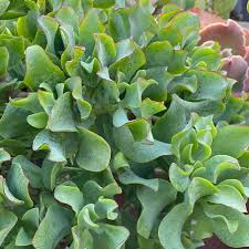 Image result for Crassula vaginata