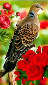 Pin By Berta Fuentes On Adorable Animals Beautiful Birds Bird Photography Pretty Birds