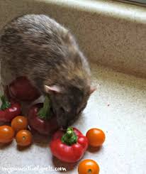 Near homes, rats thrive on pet food, birdseed, grass seed, garbage, dog feces. What Kind Of Foods Do Pet Rats Like To Eat Pet Rats Rats Favorite Foods List