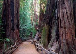John Muir Father Of Our National Parks Muir Woods National Monument Muir Woods Places To Visit