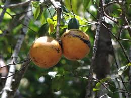 Image result for Strychnos matopensis