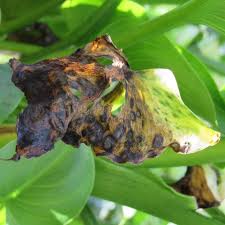 Pseudoercospora o fungo do gênero pseudoercospora normalmente aparece nos órgãos aéreos das plantas, principalmente em folhas jovens. Doencas Do Copo De Leite Infectario