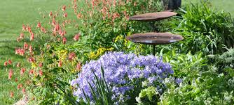 I grow the benary mix and other varieties. Sweeten Up Your Backyard With These Native Nectar Plants Audubon North Carolina