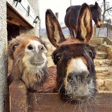 Not By The Hair Of My Chinny Chin Chin Meme My Two Camels Photo By Joelisa On Vacation From 22 To 29 Seven 2016 On Flickr Those Chinny Chin Chin Whisk Cute Donkey Pet Donkey Silly Animals