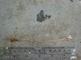 Image result for Didymoplexis