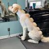 Jun 12, 2021 · henry the golden retriever seems to be enjoying a brush and blow dry. 3