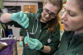 Ears, Eyes, Fur: A River Otter Exam