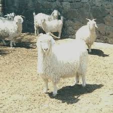 0,8 à 1,6kg toilettage : Pdf The Domestic Livestock Resources Of Turkey Goat Breeds And Types And Their Conservation Status