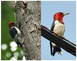 Rare east of the hudson. Red Headed Woodpecker Melanerpes Erythrocephalus Cosewic Assessment And Status Report 2018 Canada Ca