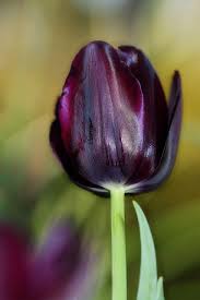 The flowers are usually large, showy and brightly colored, generally red. My First Black Tulip Beautiful Flowers Tulips Flowers Flower Garden