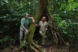 Image result for Uapaca guineensis