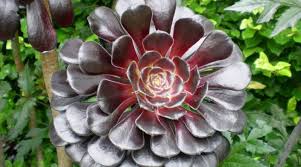 Hola, les dejo un video sobre un tema que me han estado pidiendo, ¿cómo tratar los hongos en las suculentas? Aeonium Negro Aeonium Arboreum Zwartkop Aeonium Schwarzkopf Para Mi Jardin