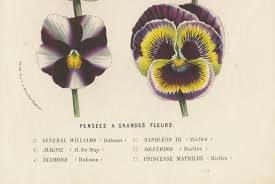 Large-Flowered Pansies Botanical Illustration by Louis van Houtte, 19th  Century For Sale at 1stDibs