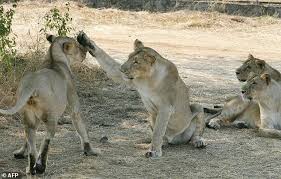 India S Endangered Lion Population Increases To 600 Lion Population Asiatic Lion Big Cats