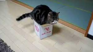 Search, discover and share your favorite cat box fat gifs. Kitty Cat Loves His Box Strange Fetish Fat Squeeze Inside Snug Tucked Pack To Sleep Youtube