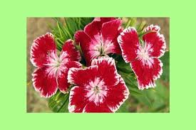 Check spelling or type a new query. Top 8 Long Lasting Flowering Plants For Your Home Garden