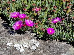 Image result for Orthochilus milnei