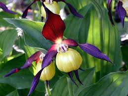 Orchids Orchids Rare Orchids Plants
