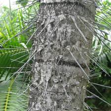 Image result for Aiphanes horrida