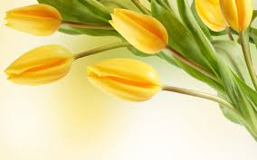 Large Tulip Picture Yellow Tulips Wallpaper Hd 2560x1600 Wallpaper Teahub Io Top view of spring tulips with ribbon for international womens day. large tulip picture yellow tulips