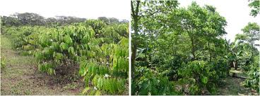 Shade grown coffee magically creates some of the best tasting gourmet coffees. Effects Of Shade Trees On Robusta Coffee Growth Yield And Quality A Meta Analysis Springerlink