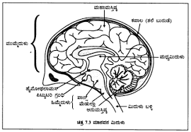 Karnataka Sslc Science Model Question Paper 3 Kannada Medium Https Www Learninsta Com Karnataka Sslc Science Biology Notes Model Question Paper Science Notes