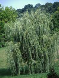 Pink silver weeping willow wire art tree, resin base miniature minimal romantic home decor tree of life, gift for her under 50 a pink miniature weeping willow art tree, a perfect minimal home decoration item. Dwarf Weeping Willow Weeping Willow Tree Weeping Willow Weeping Trees