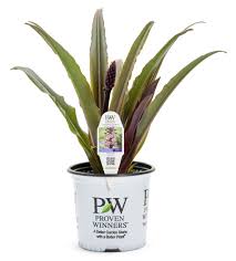 Image result for Eucomis