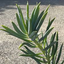 Image result for Senecio