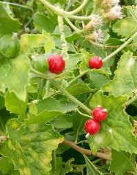 Image result for Cucumis maderaspatanus