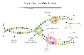 Dna replication occurs through a semiconservative mechanism, because each new molecule is made up of one old strand and one new strand. Dna Iii Biology Visionlearning