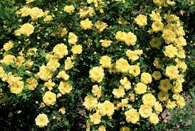 Check spelling or type a new query. The Yellow Rose Of Texas Rosa Harrison S Yellow Set Pimpinellifoliae Yellow Roses Plants Blooming Trees